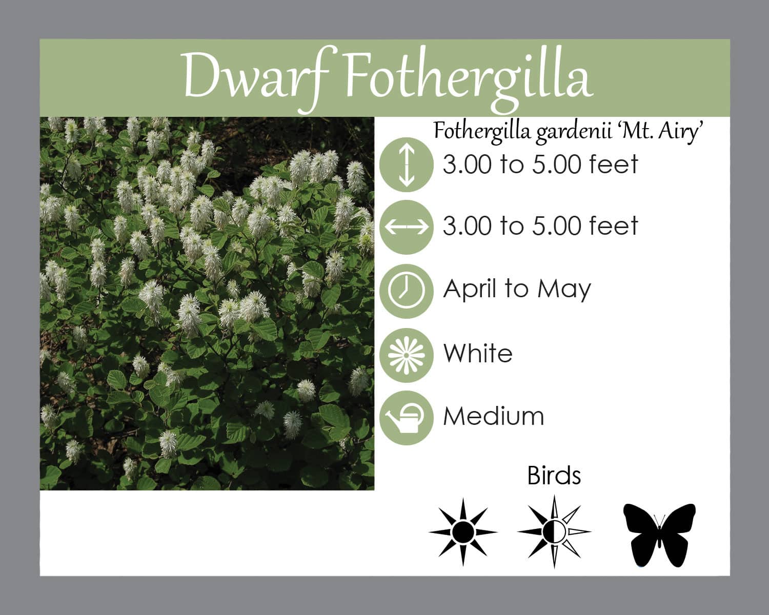 Buy Mount Airy Fothergilla - LGS Native Plant Shop