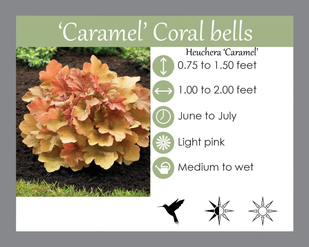 'Caramel' Coral Bells