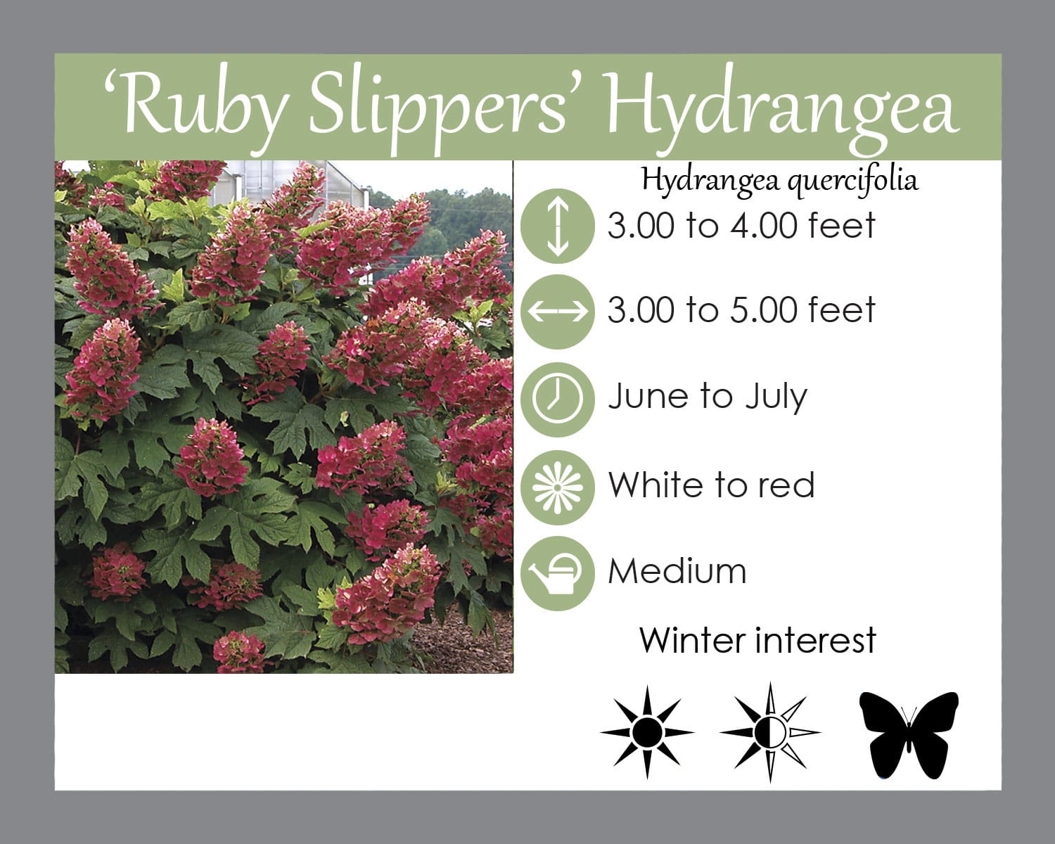 Ruby Slippers Oakleaf Hydrangea Native Plant Spotlight Landscape Design Installation Maintenance And Native Plant Nursery Lauren S Garden Service