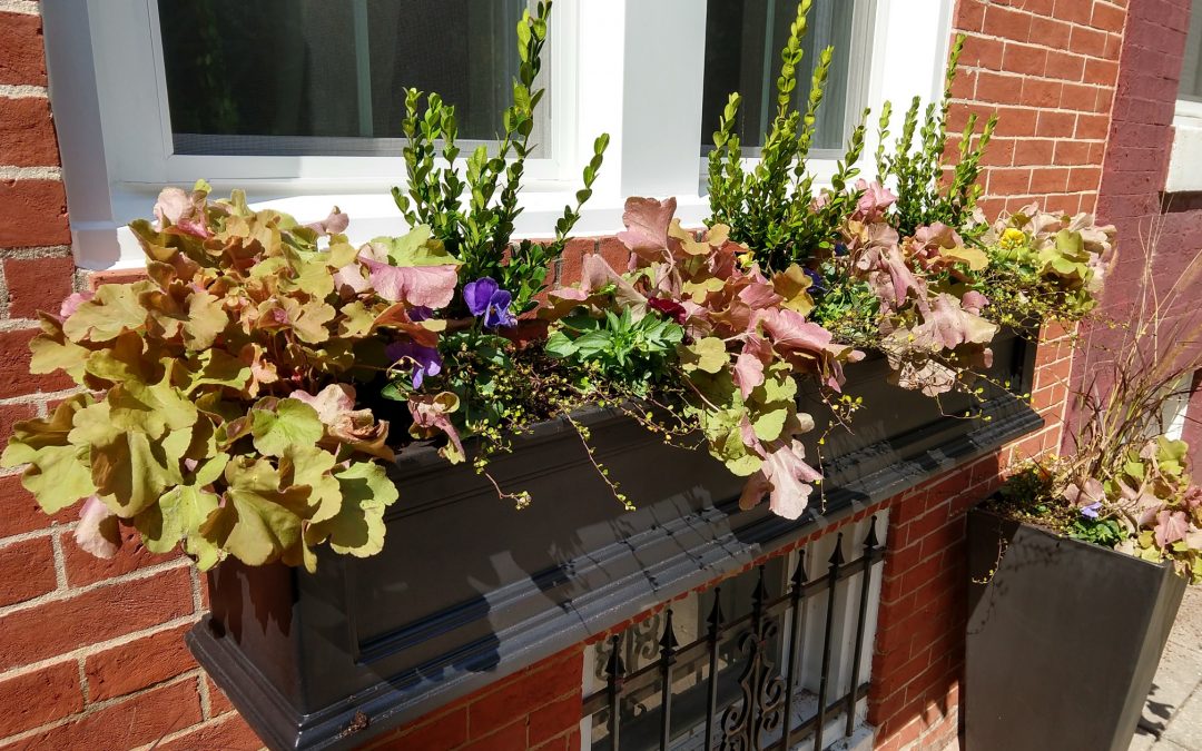 Baltimore Fall Container Gardens