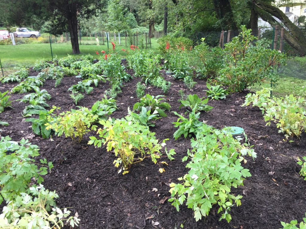 greywater garden