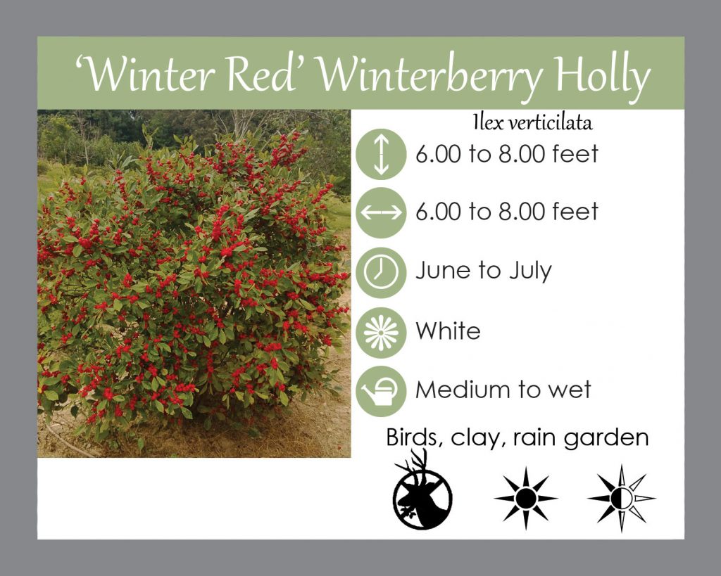 winterberry holly