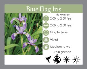 Iris veriscolor- Native perennial that is deer resistant and great for hummingbirds and rain gardens