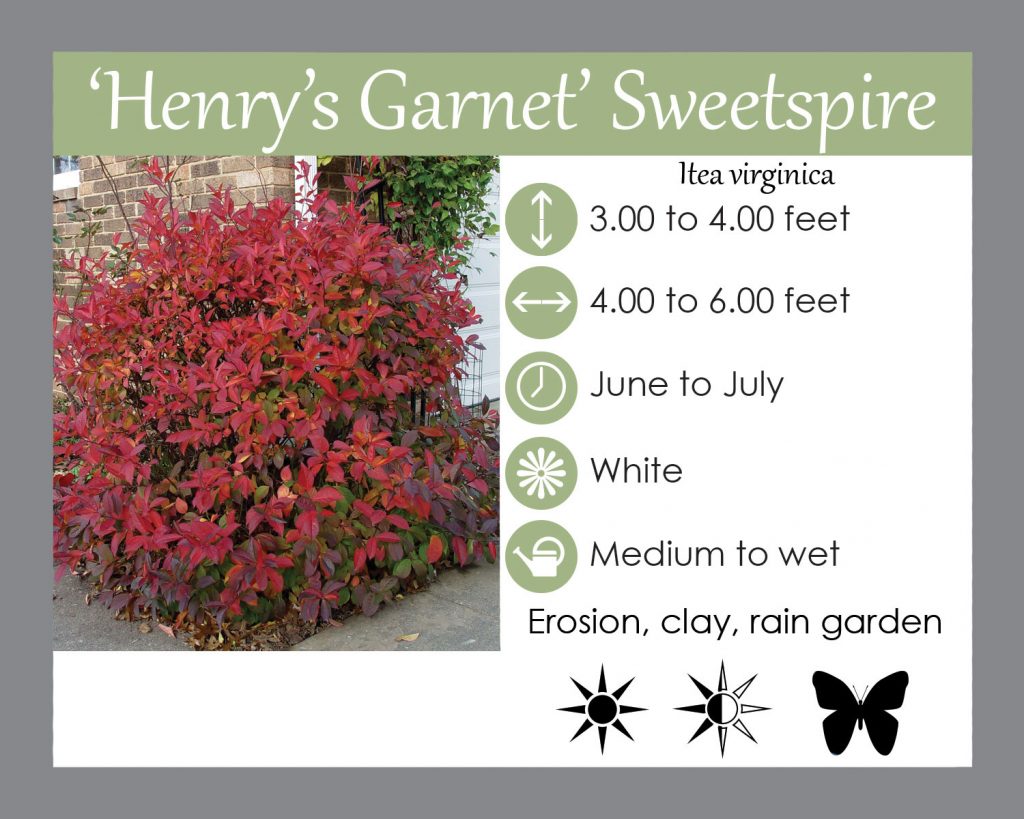 henrys garnet sweetspire