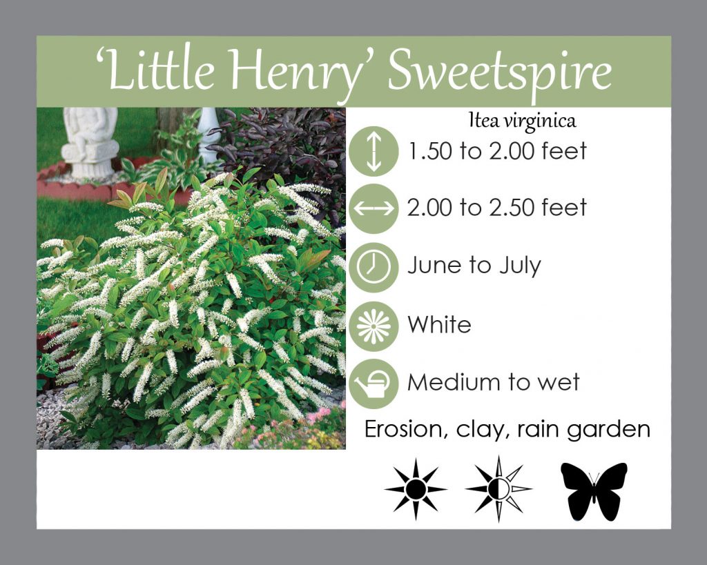 buy-little-henry-s-sweetspire-lgs-native-plant-shop