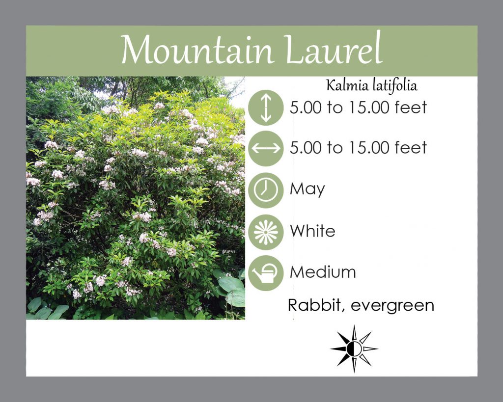 mountain laurel