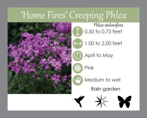 home fires phlox