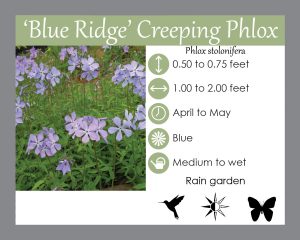 Blue ridge creeping phlox