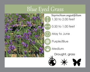 blue eyed grass