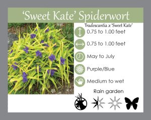 Tradescantia sweet kate- native perennial for rain gardens and shade