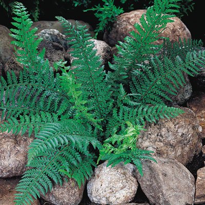 Native Evergreen Plants: Polystichum acrostichoides – Christmas fern