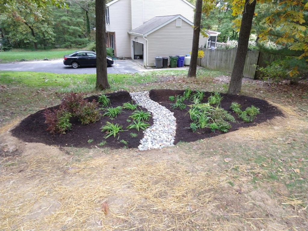 rain garden