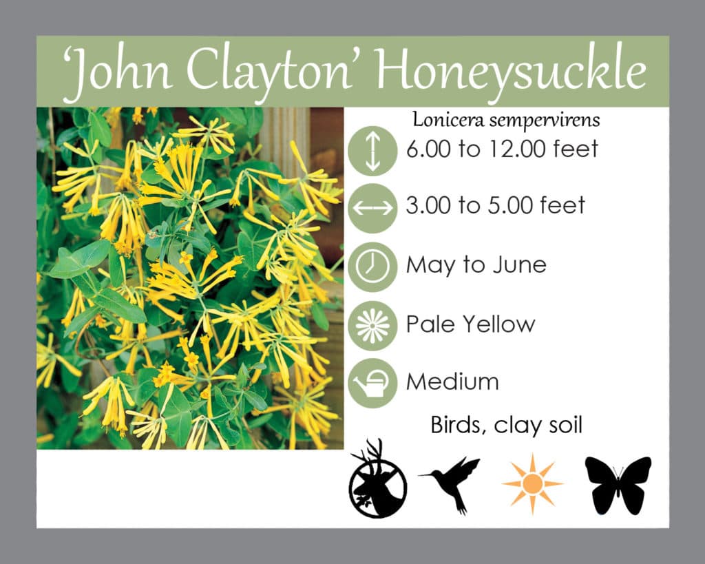 John clayton honeysuckle