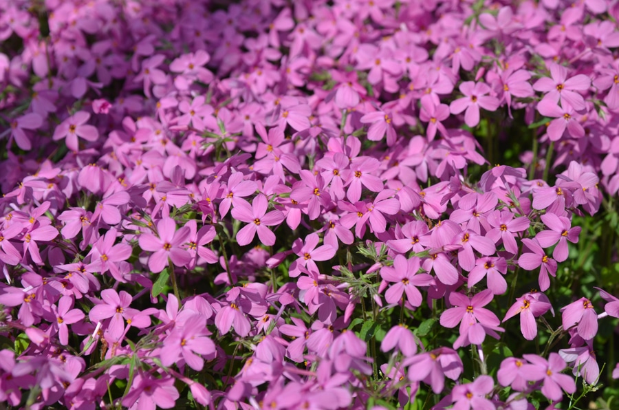 Home Fires Creeping Phlox Native Plant Spotlight