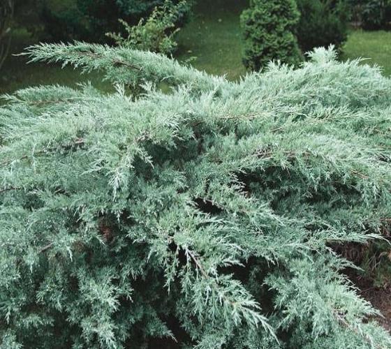 Image of Grey Owl juniper with other conifers