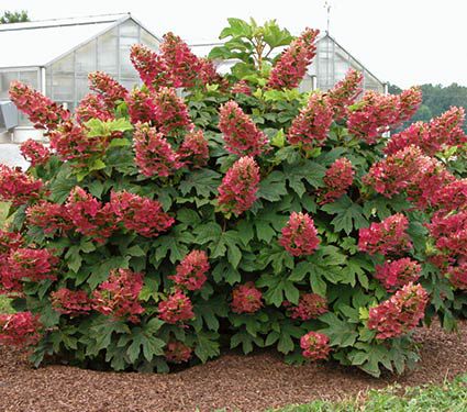 Ruby Slippers Oakleaf Hydrangea Native Plant Spotlight