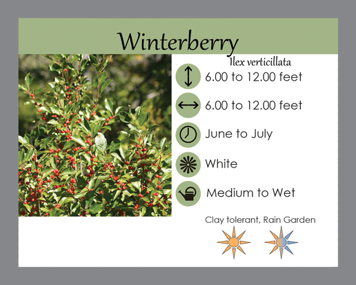 winterberry lgs tag winterberry lgs tag