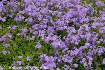 Blue Ridge Creeping Phlox Native Plant Spotlight