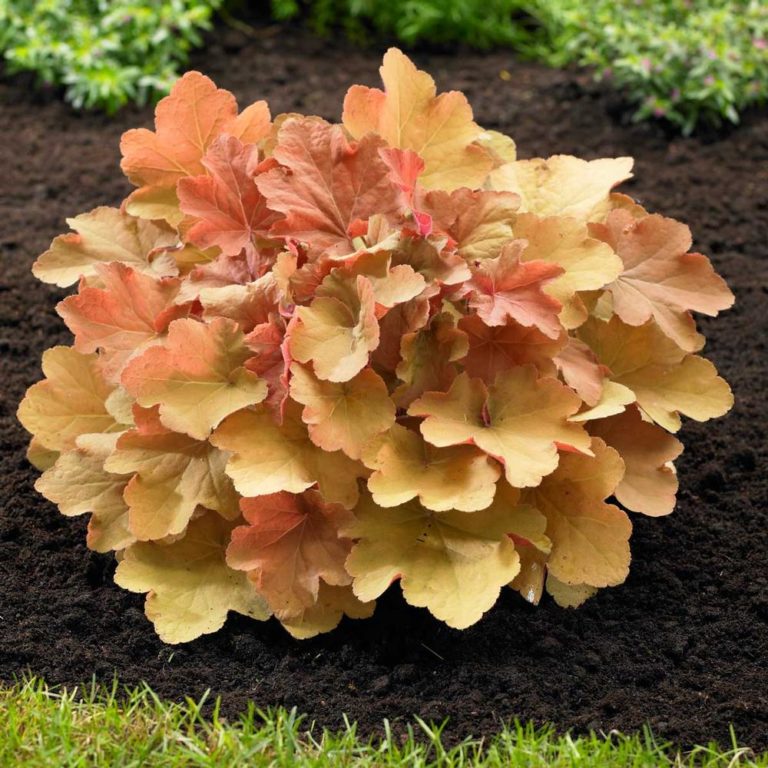 Buy Coral Bells 'Caramel' Lauren's Garden Service Native Plant Shop