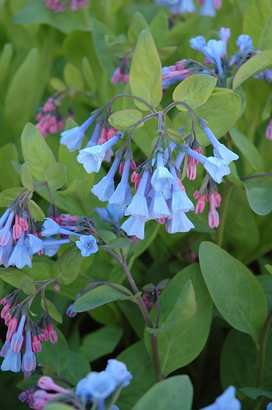 Chinese Forget-Me-Not Blue Showers – Floret Flower Farm