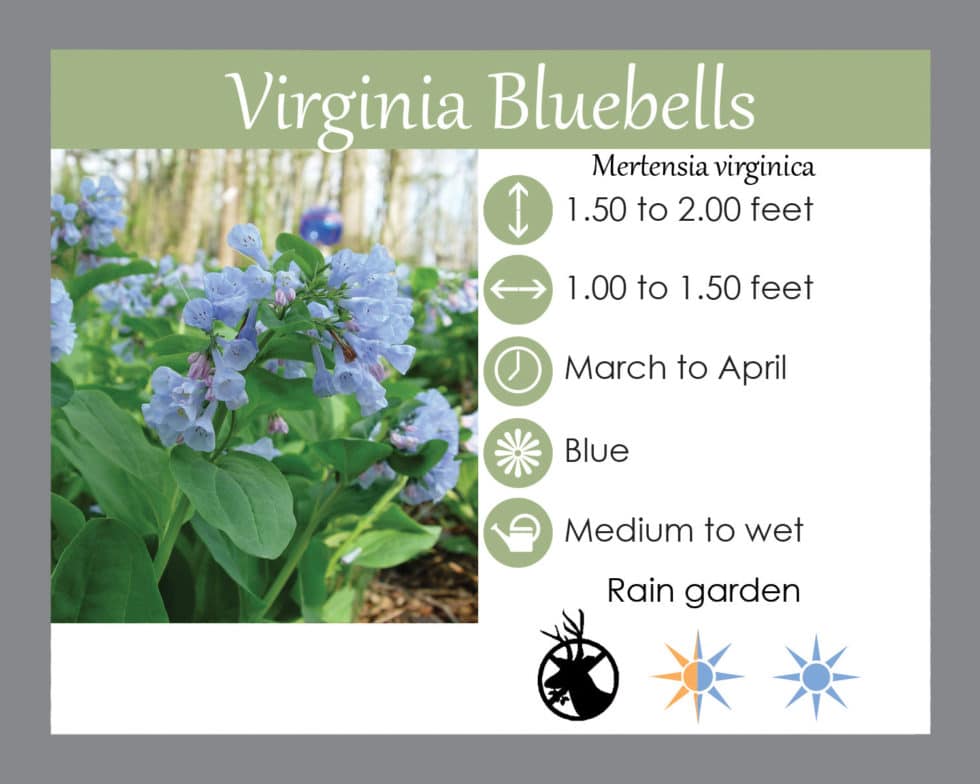 Virginia bluebells Lauren's Garden Service Native Plant Shop