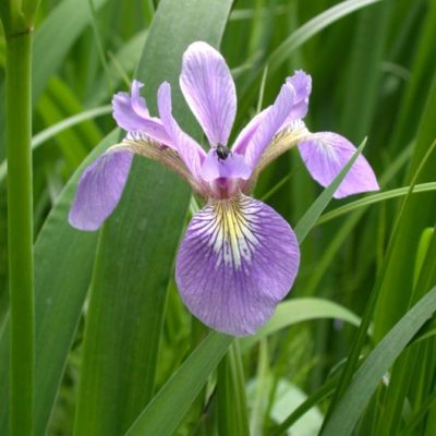 iris versicolor northern blue flag iris main 529x705