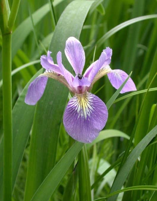 Blue Flag Iris Native Plant Spotlight