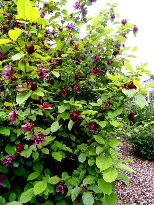 Buy Aphrodite sweetshrub- LGS Native Plant Shop