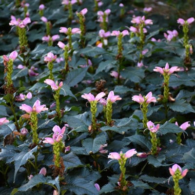 Chelone lyonii Hot Lips