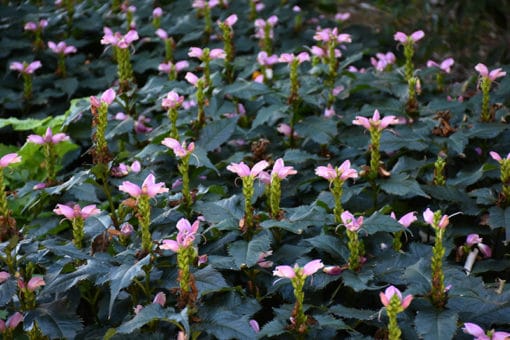 Chelone lyonii Hot Lips