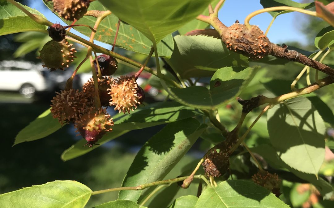 What to Do About Serviceberry Rust