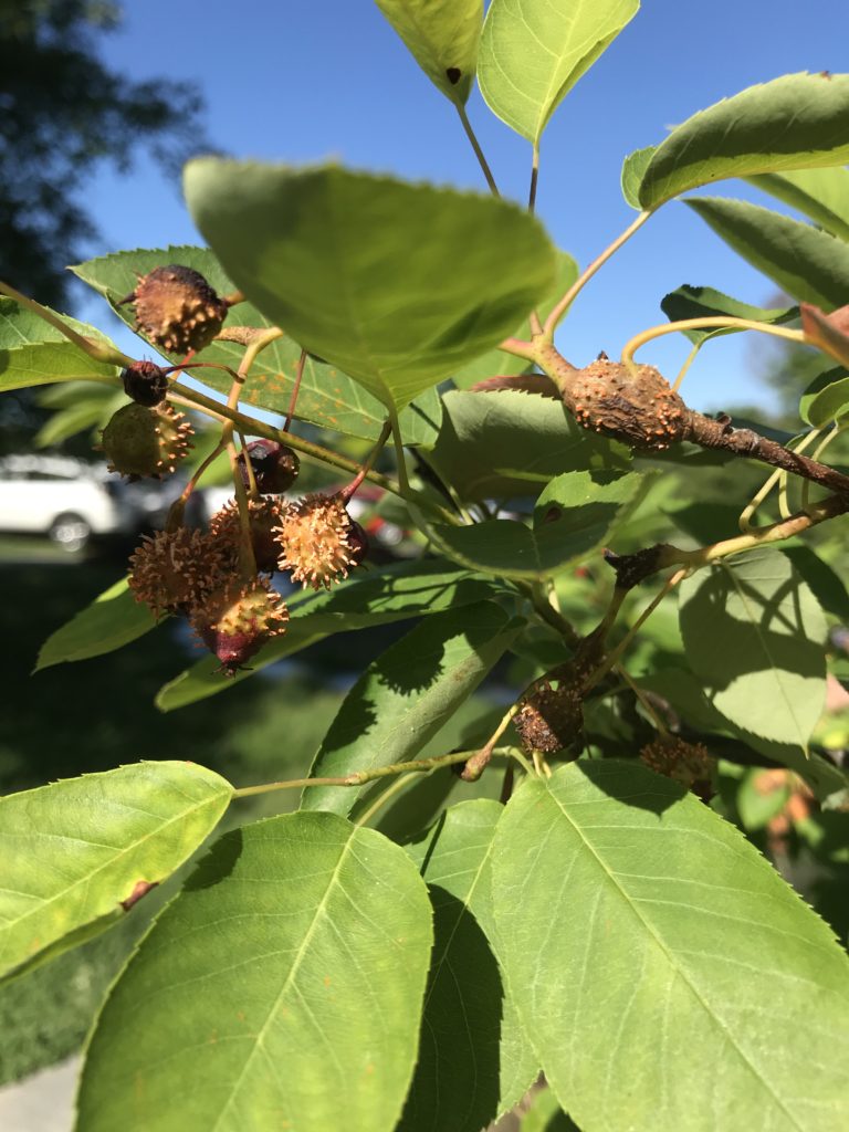 Serviceberry rust