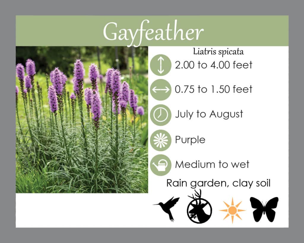 Liatris spicata- Gayfeather