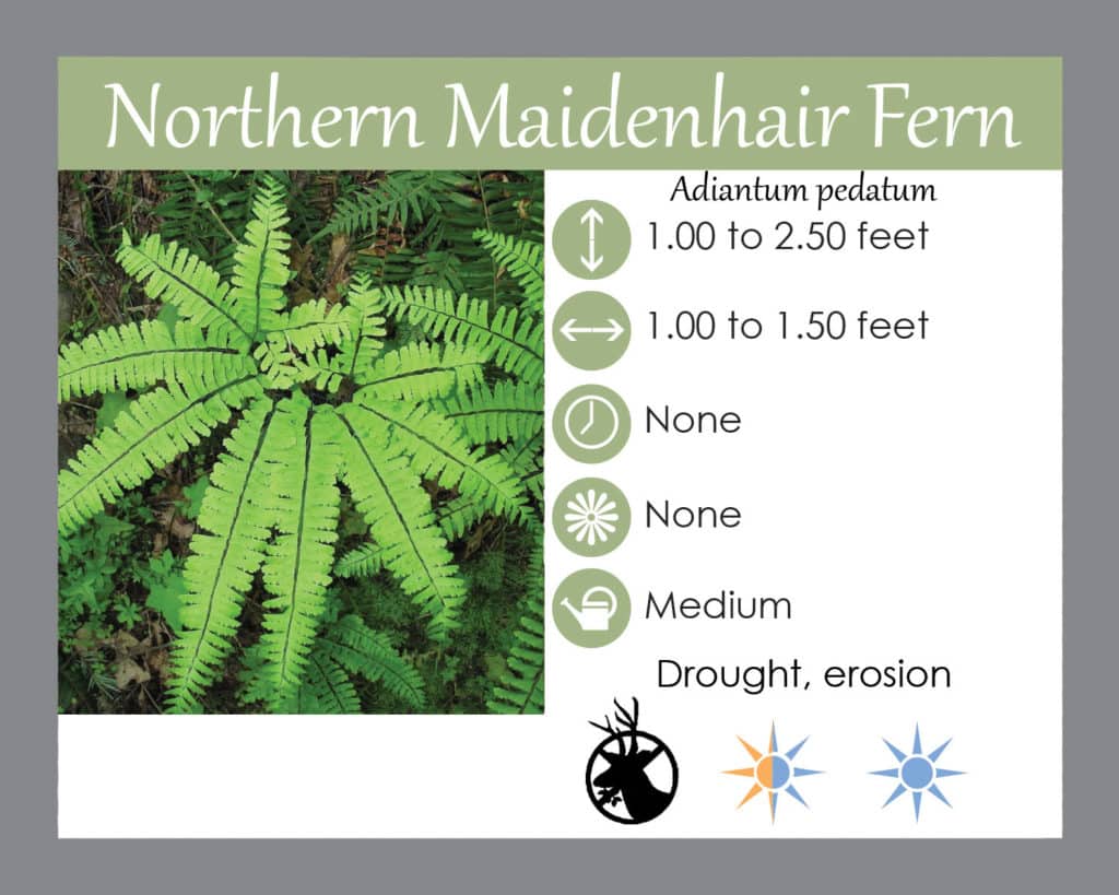 Northern Maidenhair Fern