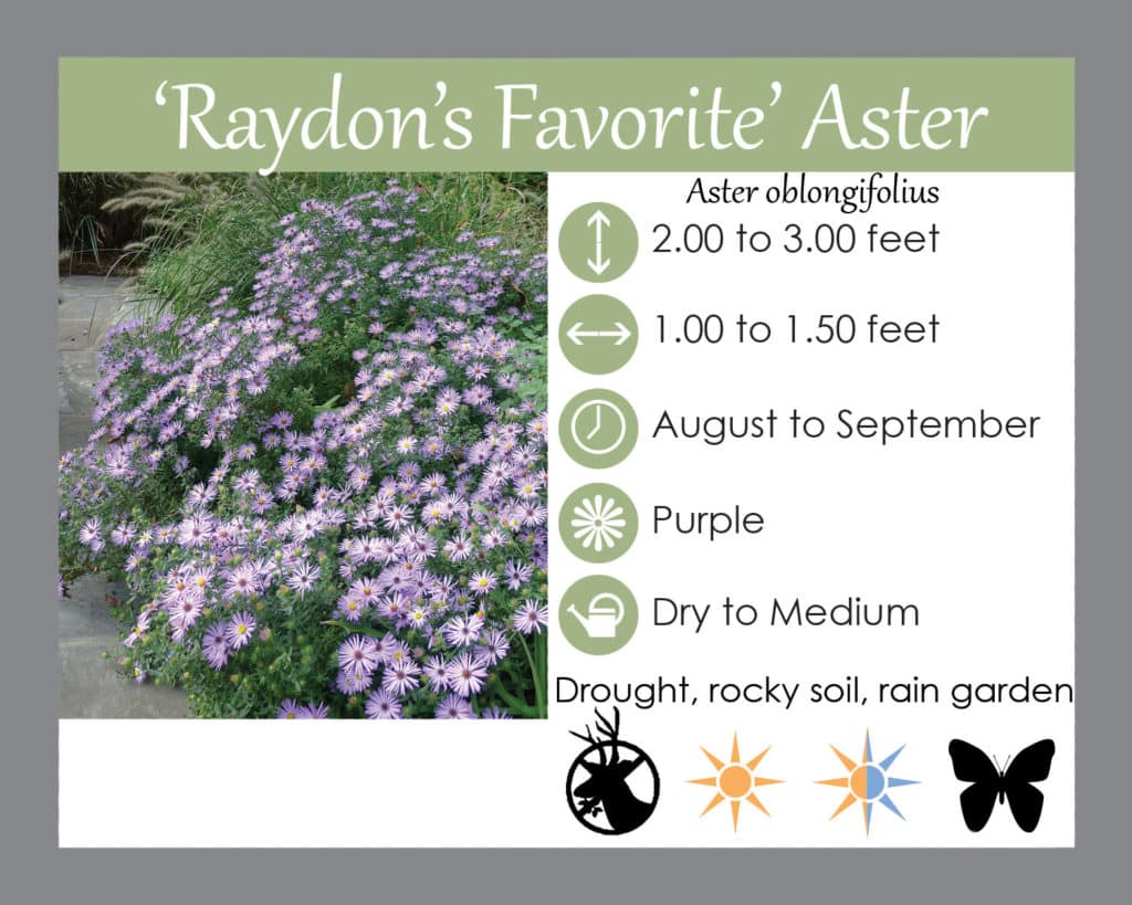 Raydon's Favorite Aster