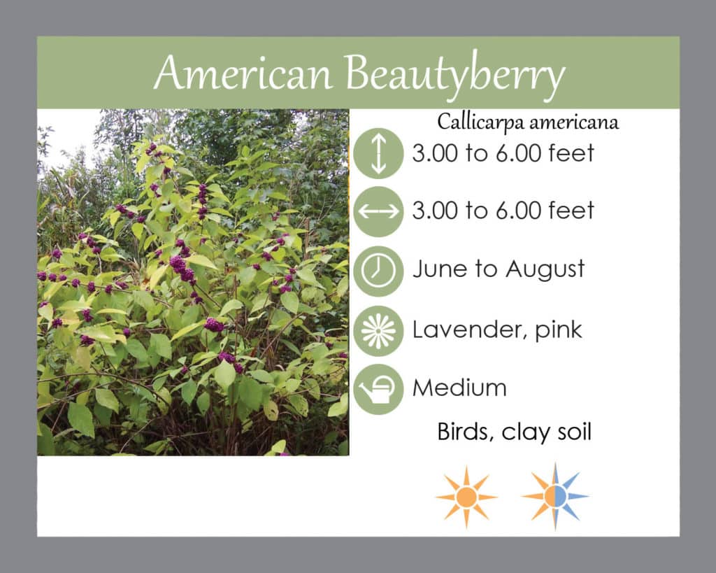 American beautyberry