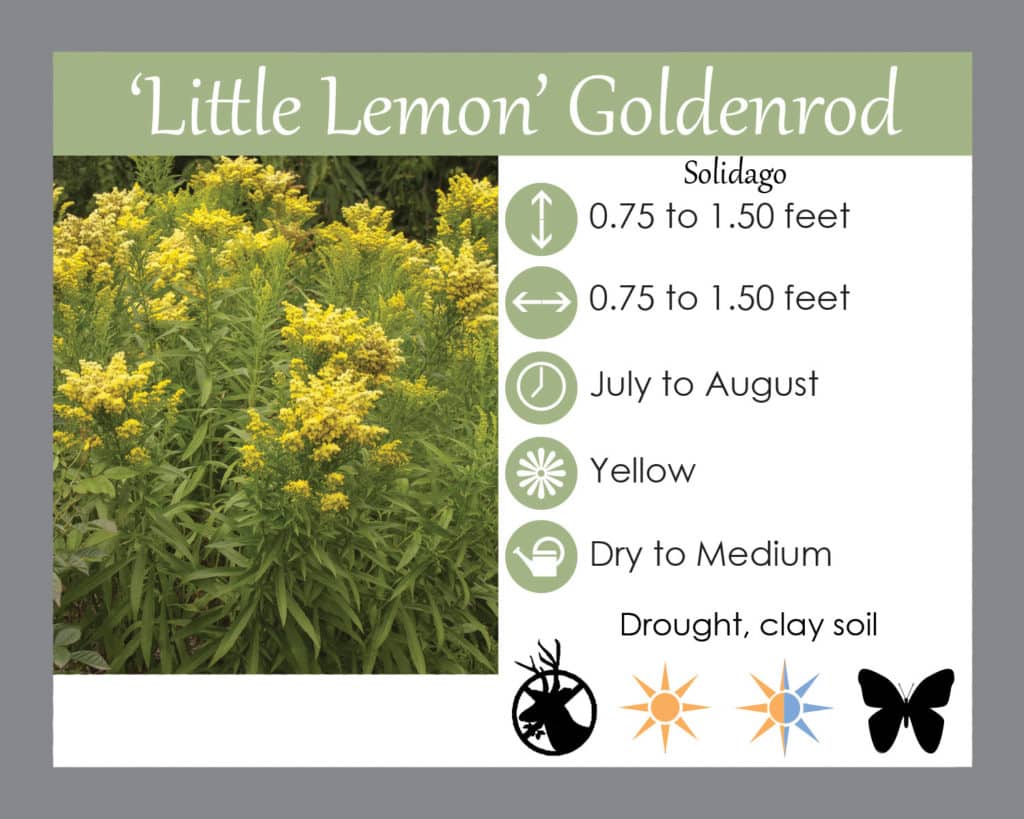 Little lemon goldenrod