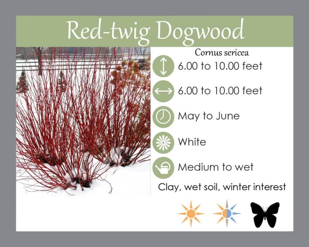 Red twig dogwood