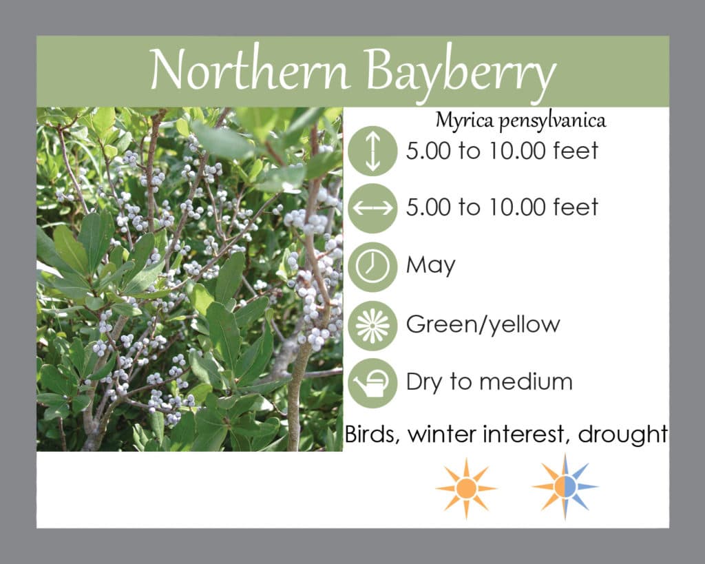 Northern Bayberry