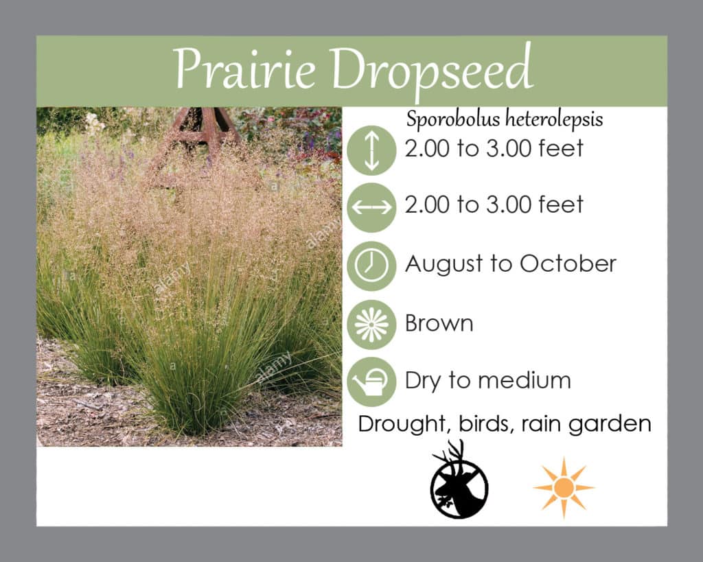 Prairie Dropseed