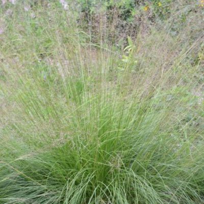 sporobolus heterolepis prairie dropseed