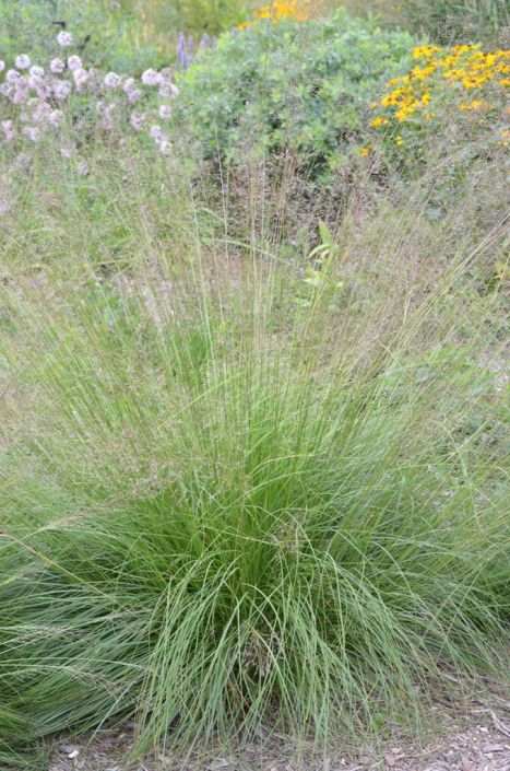 sporobolus heterolepis prairie dropseed