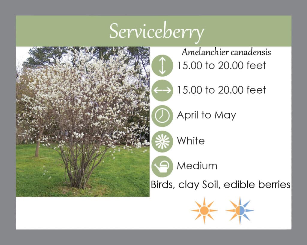 Serviceberry