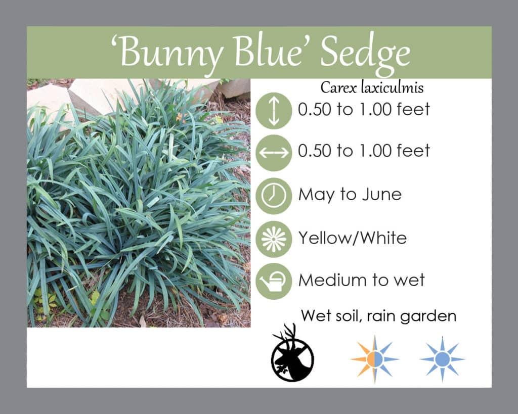 Bunny blue sedge