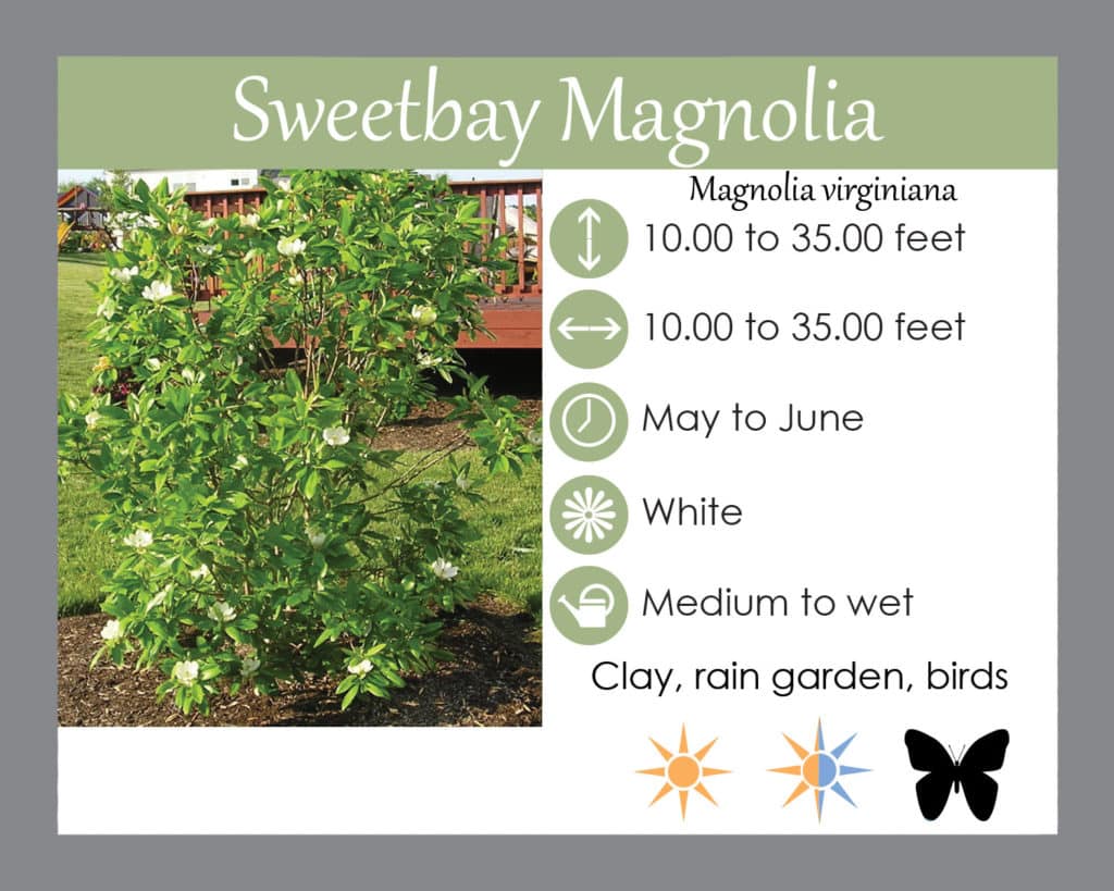 Sweetbay magnolia