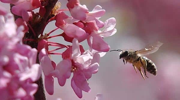 Redbud bee