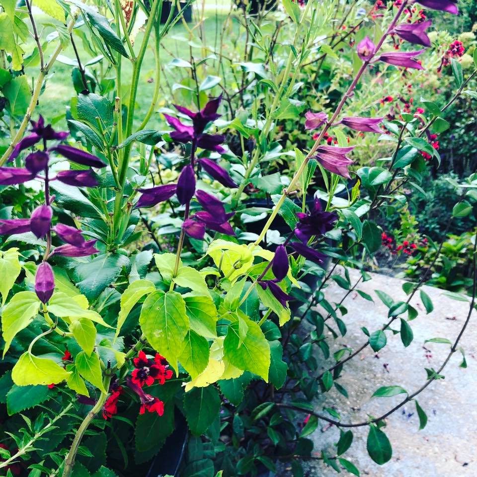 Lauren, at work on a container garden