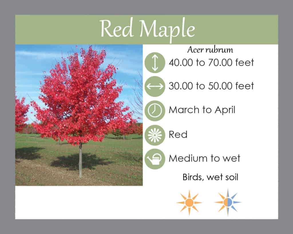 Red Maple