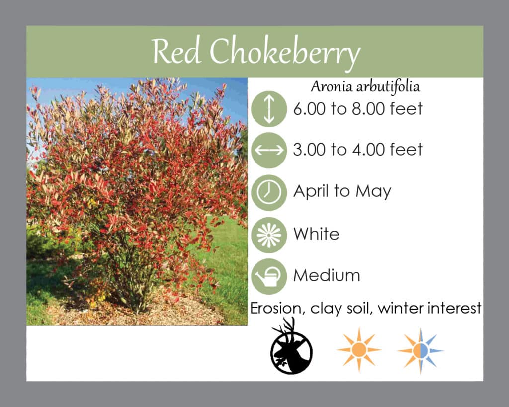 Red chokeberry