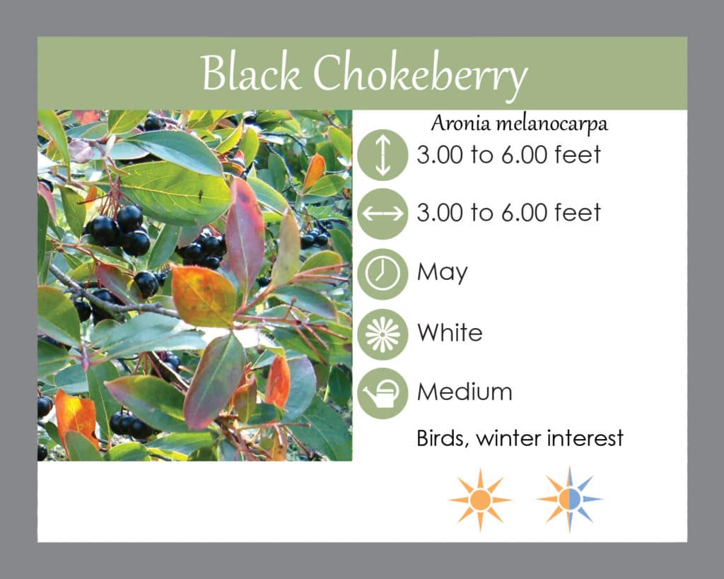 Black chokeberry